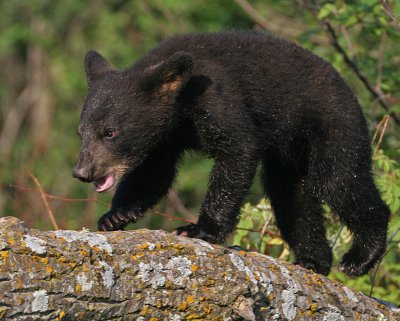 Black Bear Cub Tree Run