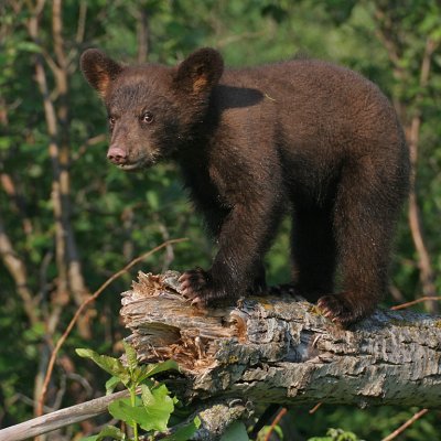 Brown Bear Cub on Limb