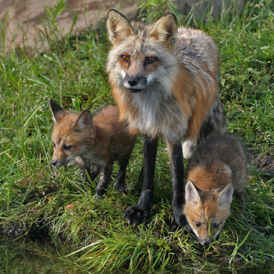 Cross Fox with Two Pups