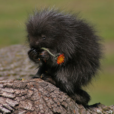 Porcupine Baby Eating Hawkweed