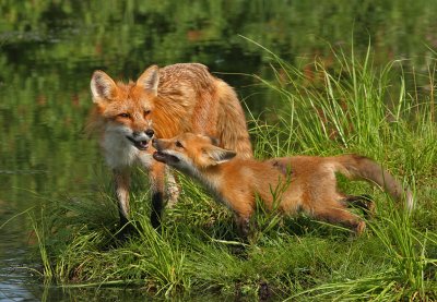 Red Fox Nose to Nose