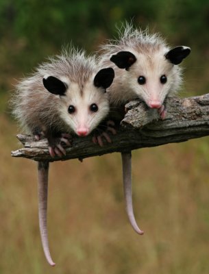 Two Baby Opossums