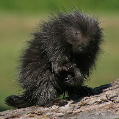 Porcupine Baby Paws Up