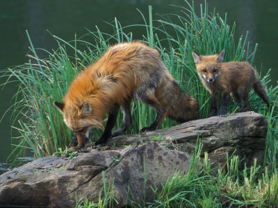 Red Fox and Babe on Rock