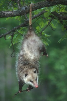 Opossum Hanging
