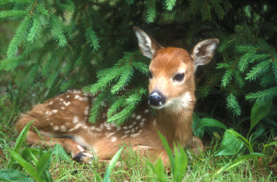 Fawn in Pines