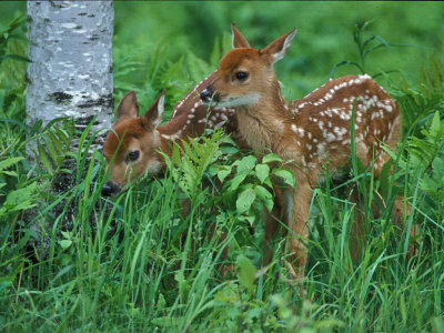 Fawns Two in Grass