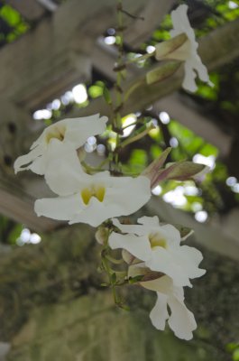Blooms in Loggia