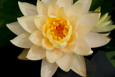 Peach Water Lilly