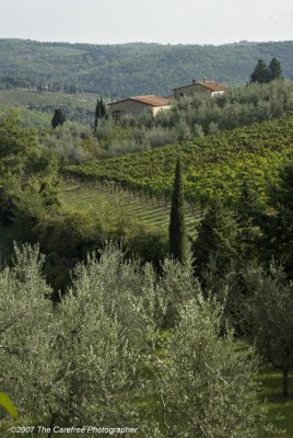 Olives and Vines in Radda