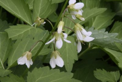 Two-leaved Toothwort.jpg