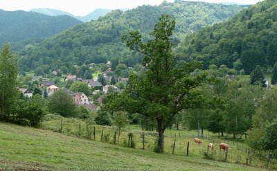 Paysage Alsacien