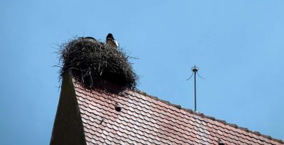 Nid de cigogne à Eguisheim