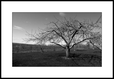 Verger  Mont-Saint-Hilaire, pays de la pomme