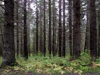 Dyea - dernière localité avant la / last town before the - Chilcoot Trail