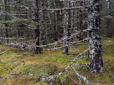 Dyea - dernière localité avant la / last town before the - Chilcoot Trail