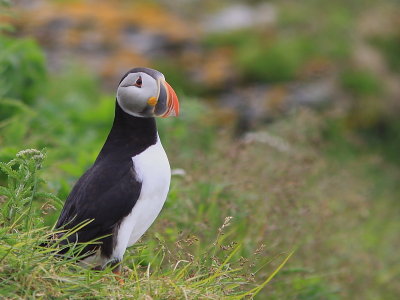 Macareux Moine - Atlantic Puffin 