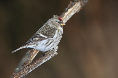 Sizerin Flammé - Common Redpoll