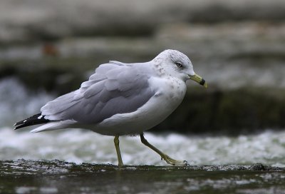Goeland a Bec Cercl - Ring-Billed Gull 