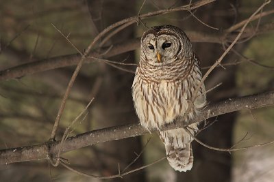 Chouette Raye - Barred Owl 