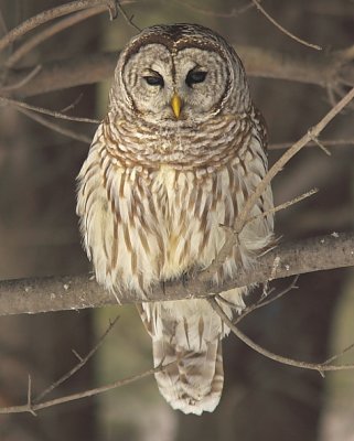 Chouette Raye - Barred Owl 