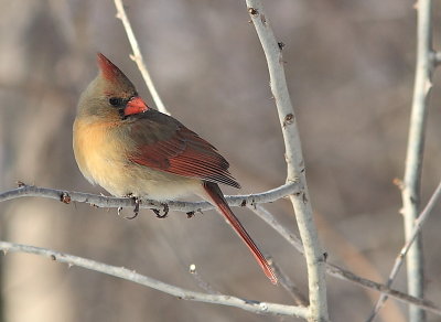 Cardinal Rouge - Northern Cardinal 