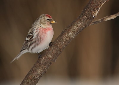 Sizerin Flammé - Common Redpoll