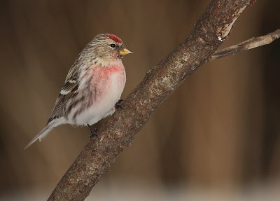 Sizerin Flamm - Common Redpoll  