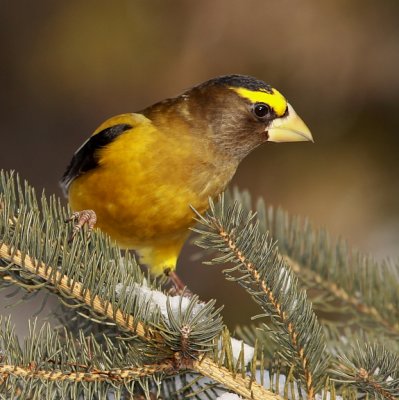 Gros-bec Errant - Evening Grosbeak 