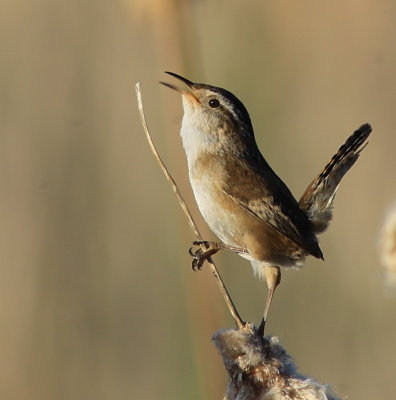 Troglodyte des Marais - Marsh Wren 