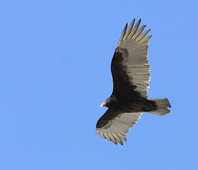 Urubu a tete rouge - Turkey Vulture 