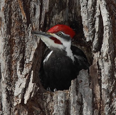 Grand Pic - Pileated Woodpecker