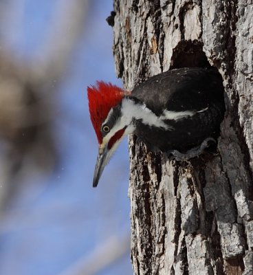 Grand Pic - Pileated Woodpecker