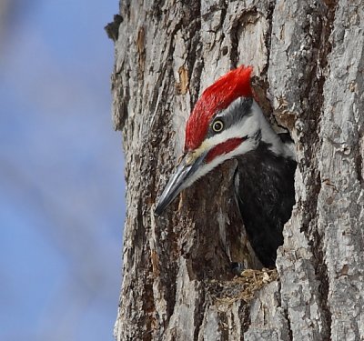 Grand Pic - Pileated Woodpecker