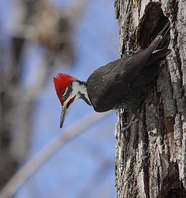 Grand Pic - Pileated Woodpecker