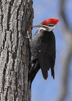 Grand Pic - Pileated Woodpecker