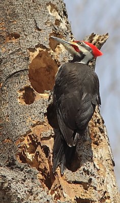 Grand Pic - Pileated Woodpecker