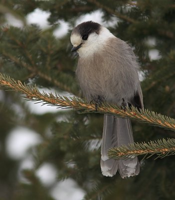 Mésangeai du Canada - Gray Jay
