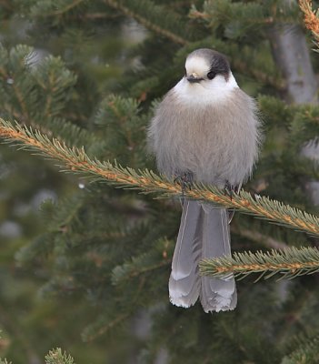 Mésangeai du Canada - Gray Jay
