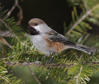 Mésange a tete brune - Boreal Chickadee