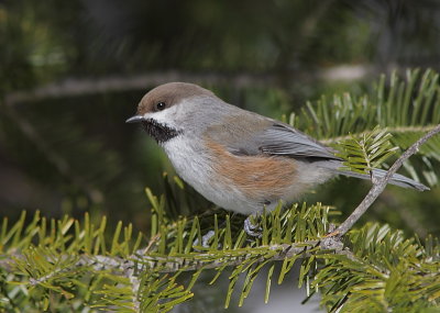 Mésange a tete brune - Boreal Chickadee