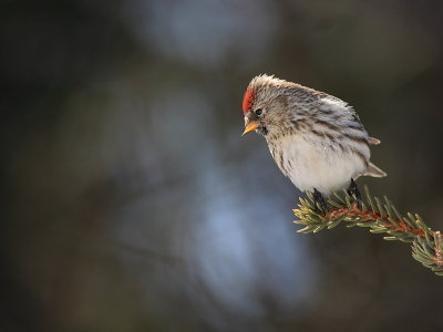 Sizerin Flammé - Common Redpoll