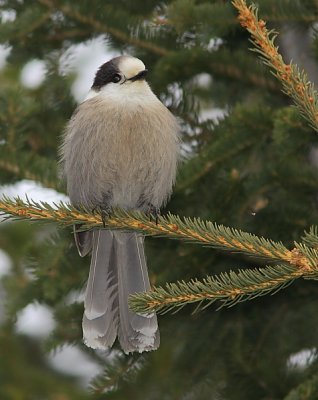 Mésangeai du Canada - Gray Jay