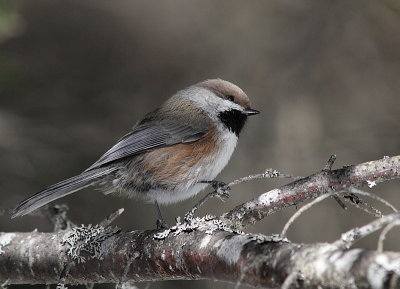 Mésange a tete brune - Boreal Chickadee