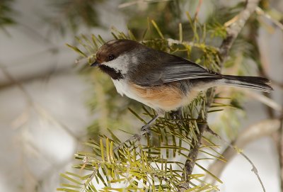 Mésange a tete brune - Boreal Chickadee