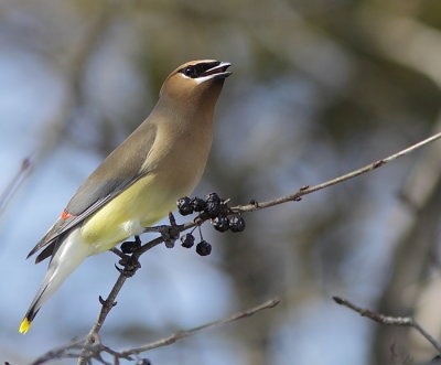 Jaseur d` Amérique - Cedar Waxwing