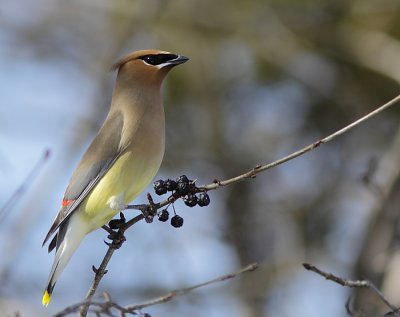 Jaseur d`Amérique - Cedar Waxwing