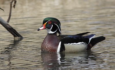 Canard Branchu - Wood duck