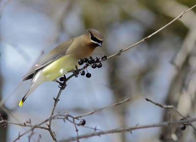 Jaseur d`Amérique - Cedar Waxwing