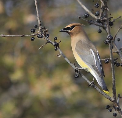 Jaseur d`Amérique - Cedar Waxwing